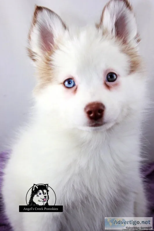Angel - Pomsky Puppy
