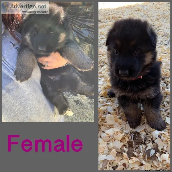 akc standard poodle puppies.
