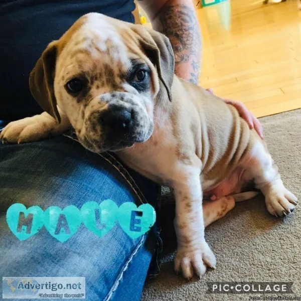 BEAUTIFUL AMERICAN BULLDOG PUPPIES READY NOW