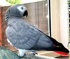 Affectionate Grey Parrots