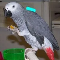 Tinmeh Grey Parrot