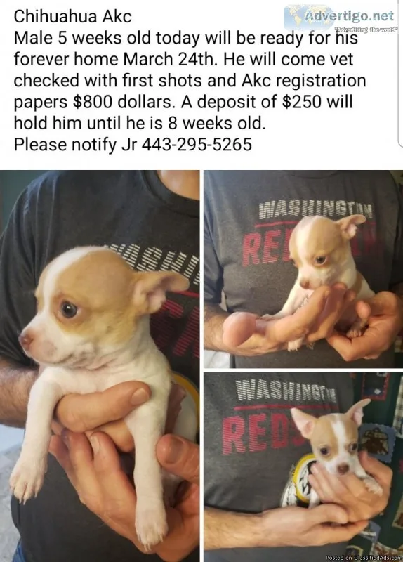 AKC CHIHUAHUA