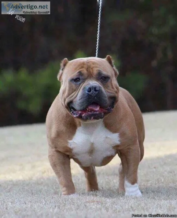 American Bully