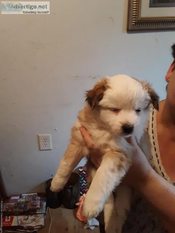 7 week old puppies