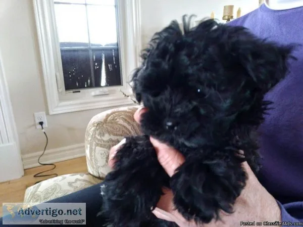 Tiny Toy poodle puppies