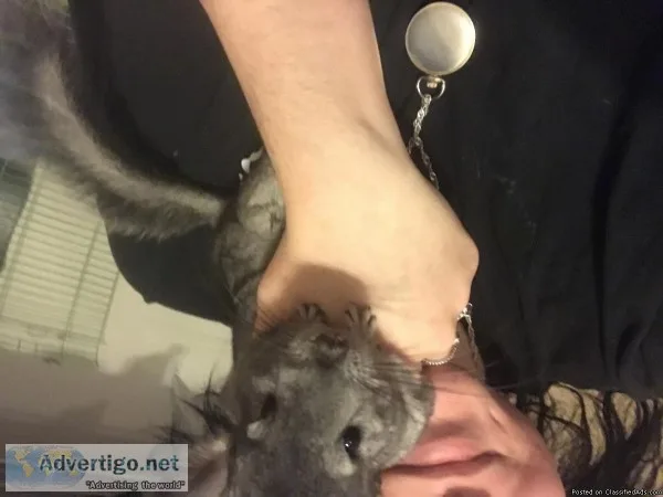 A year old chinchilla