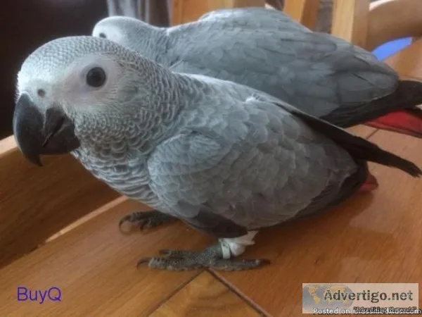 Beautiful pair of African Grey Baby