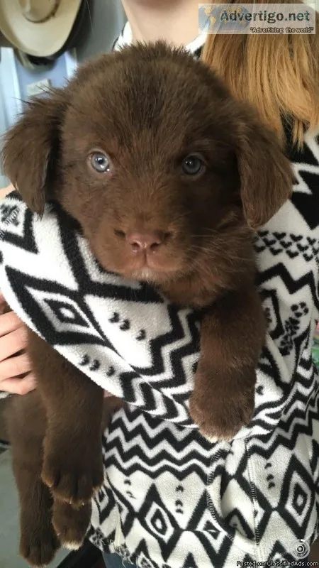 Puppies