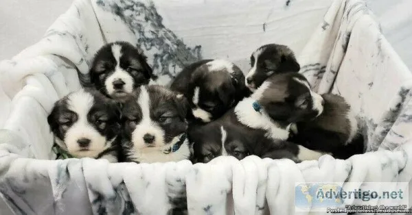 Caucasian Shepherd puppies