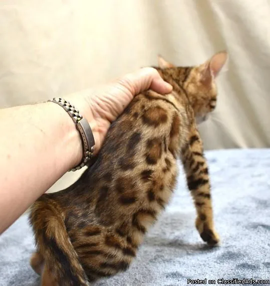 Panther Bengals kittens Ready