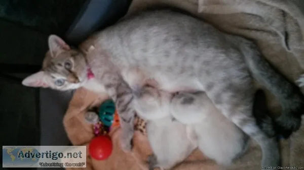 Lynx kittens