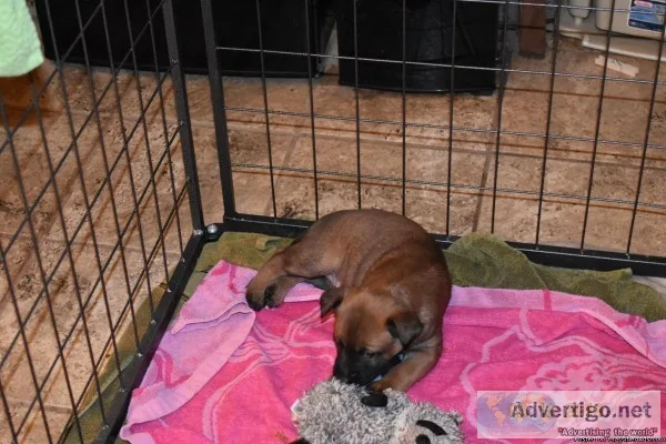 AKC Belgium Malinois