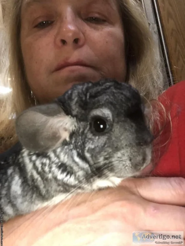 Chinchilla