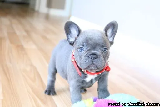 Fantastic French Bulldog Puppies