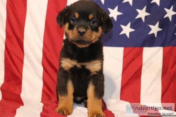 Chief Male Rottweiler