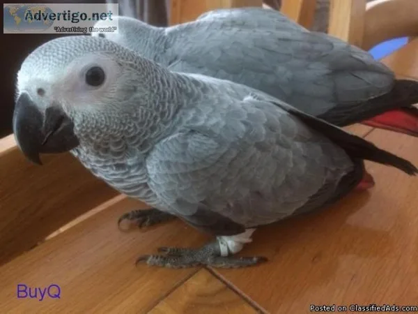 Pair Of African Greys