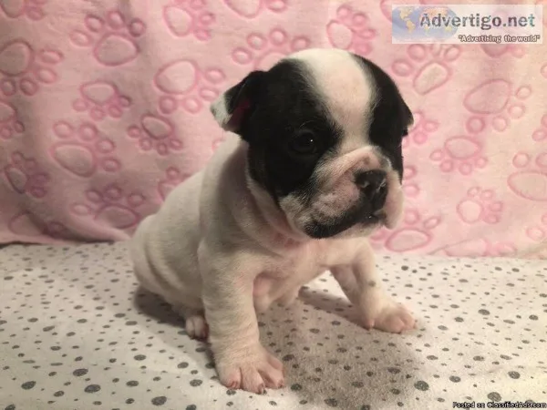 Old english bulldog puppies