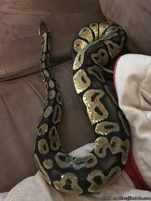 Kaa-ball python