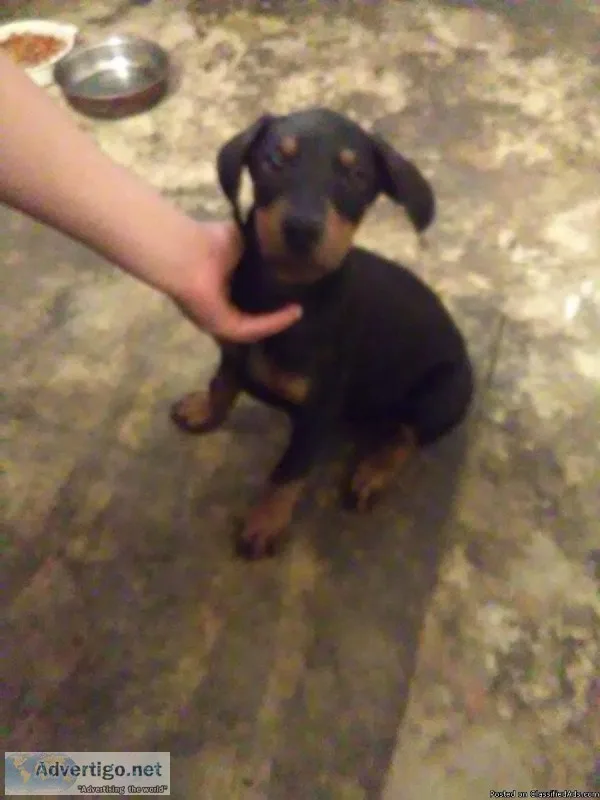Doberman Puppies