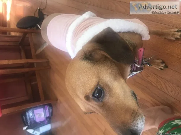 Adorable house broken dog to good home