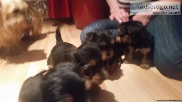 2 adorable Yorkie puppies  also proven breeder father