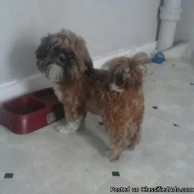 shih tzu ( male)