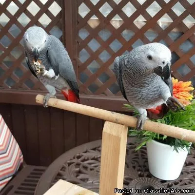 African Grey Parrots