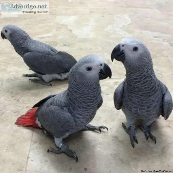 African Grey Baby