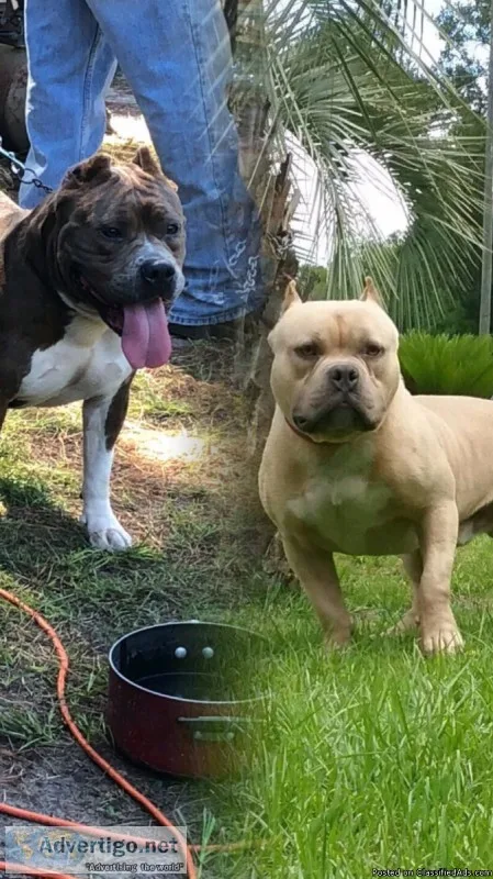 American Bully