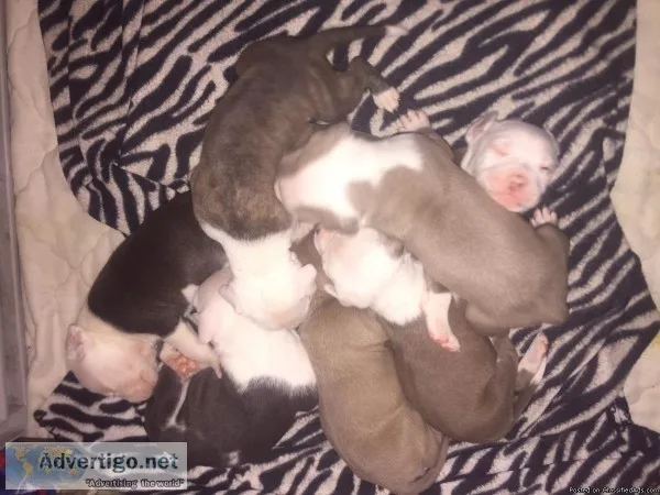 Bully  red nose pitbull brindle