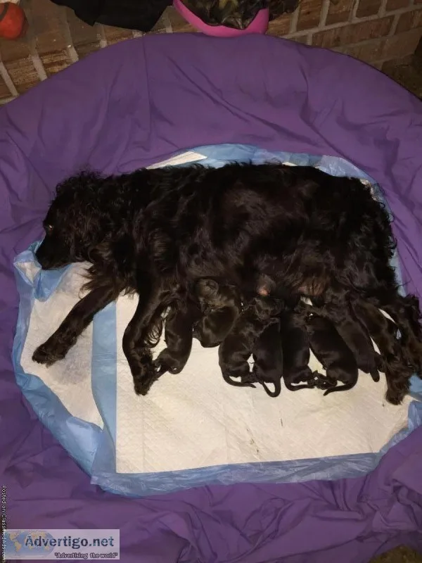 Boykin Pups for Sale