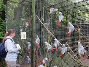 African Grey Parrots