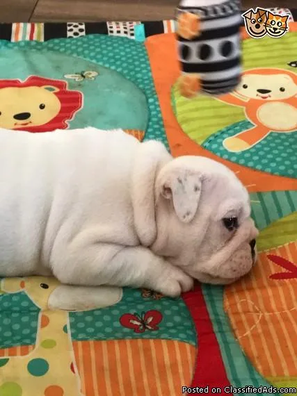 Mini English Bulldog Puppies