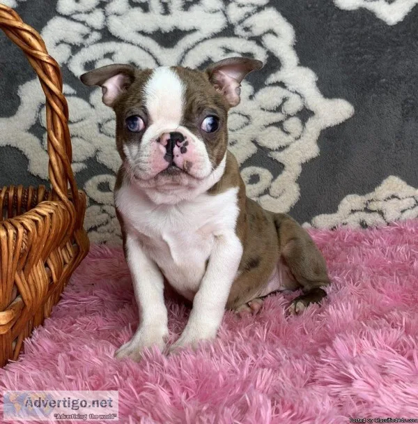 Pug mix puppies