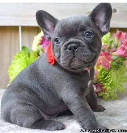outstanding Blue French Bulldog puppies available