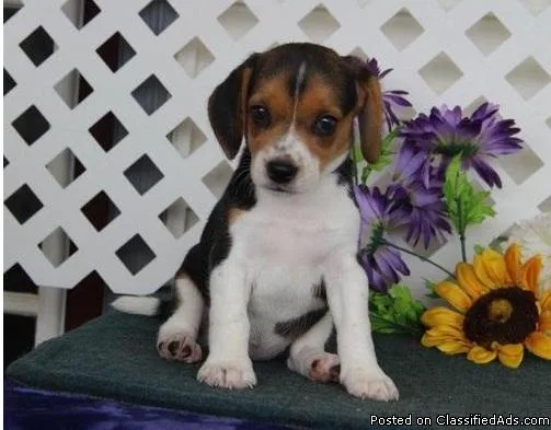 Charming Beagle Pups