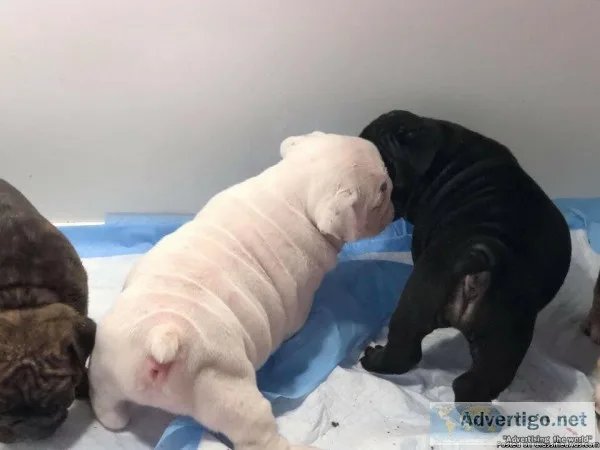 CKC REGISTERED ENGLISH BULLDOG PUPPIES