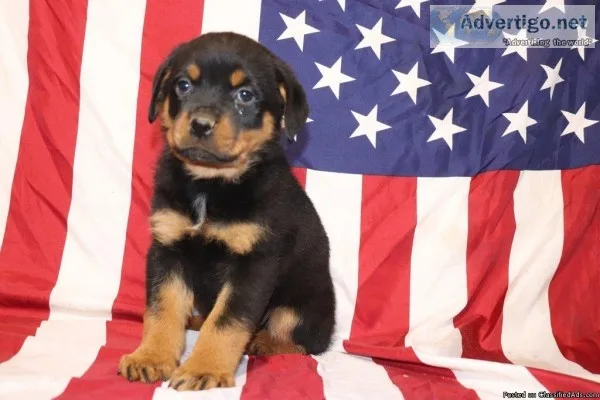 Bella Female Rottweiler