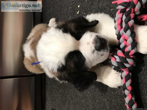 St. Bernard