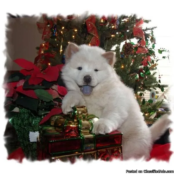 Beautiful chow puppies available for adoption