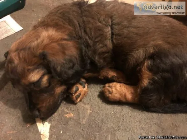 Miniature Dachshund Female