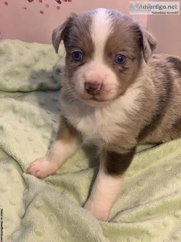 Toy Australian shepards