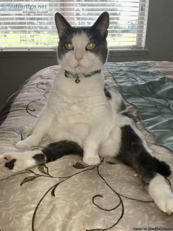 Free Cat