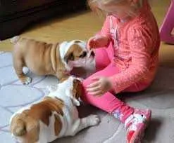 english bulldog puppies