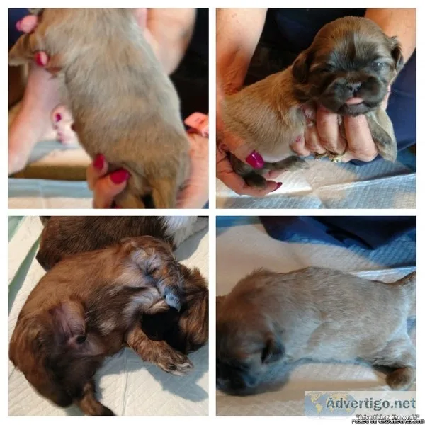 Shih tzu puppies