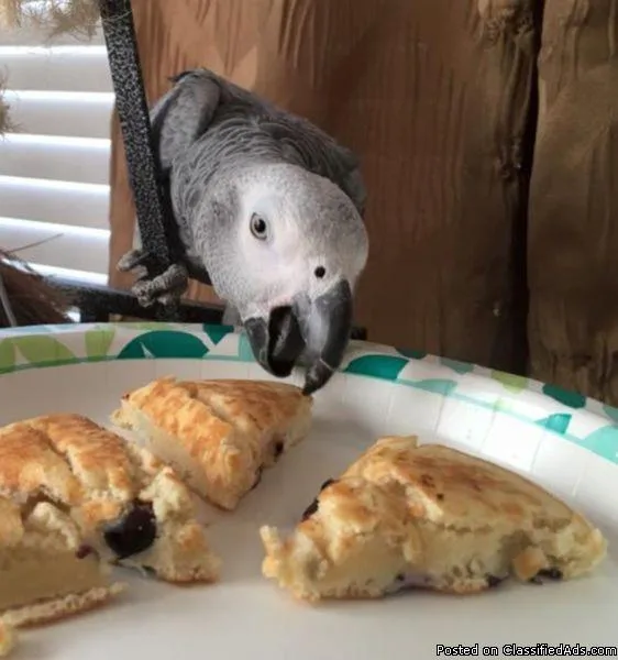 African grey