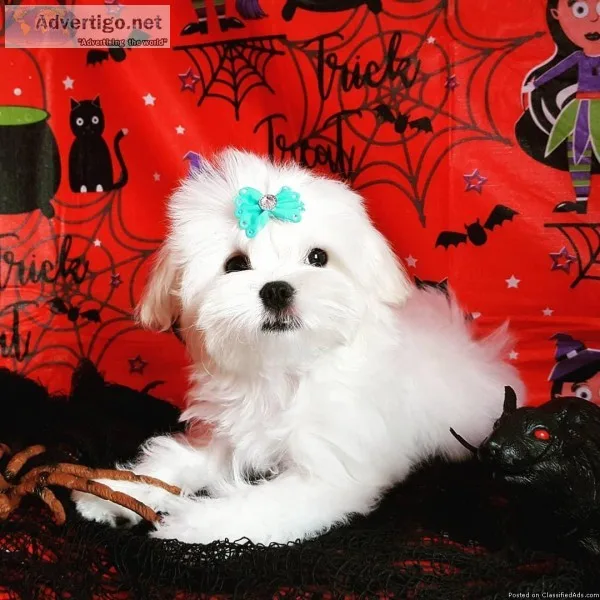 Maltees Pup For Sale