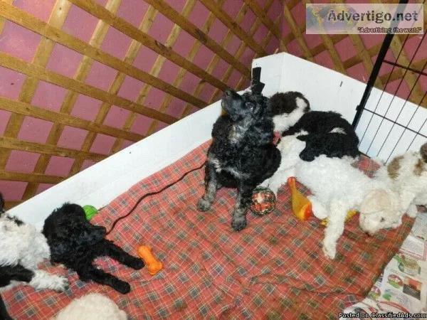 Poodle cross