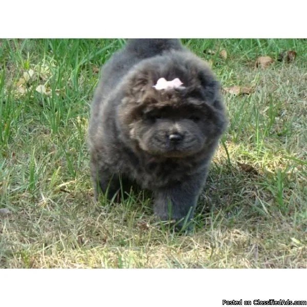 CHOW CHOW PUPPY AKC REGISTERED FEMALE