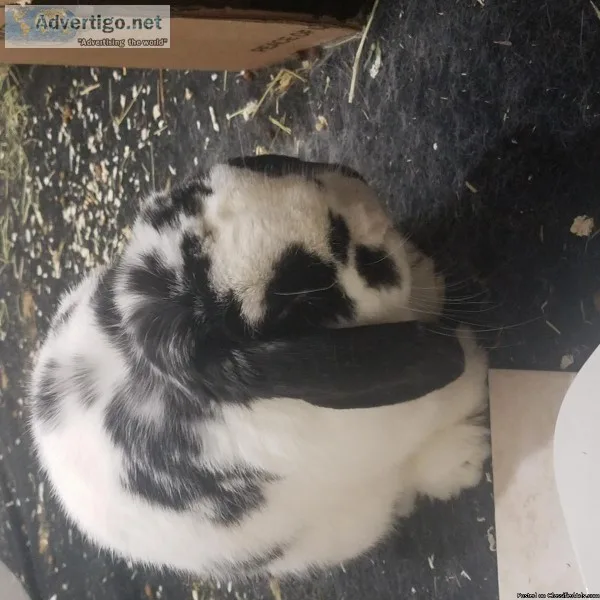 Male Mini lop rabbit